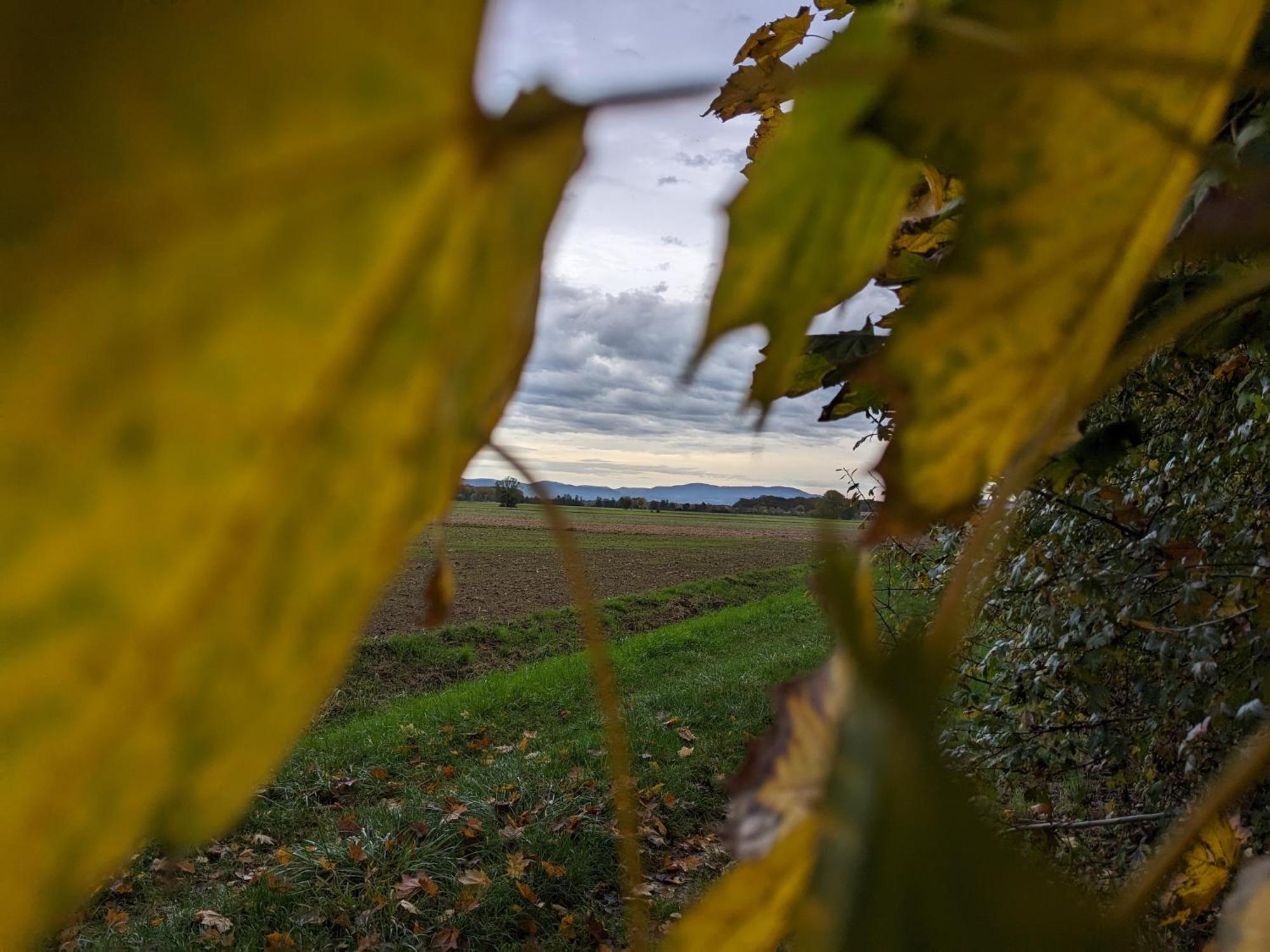 Badischer Neubau-Ruhe-Kunst-Natur Rheinau Dış mekan fotoğraf